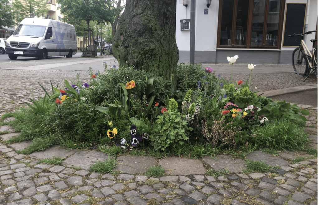 Eine Baumscheibe Ecke Krumme und Pestalozzistraße.