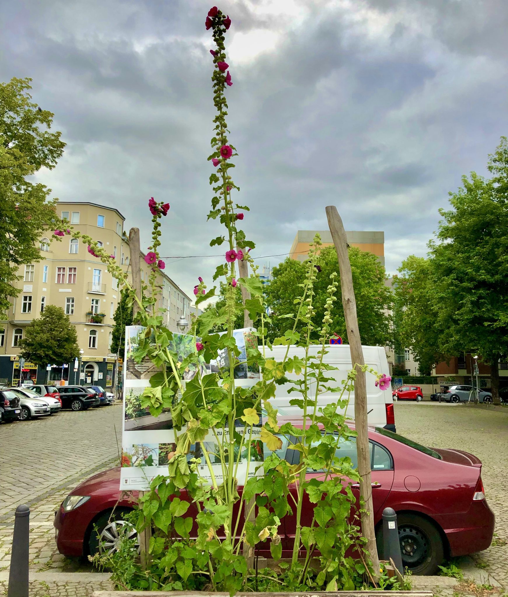 rote Stockrose, 2,8 Meter hoch, Karl-August-Platz.