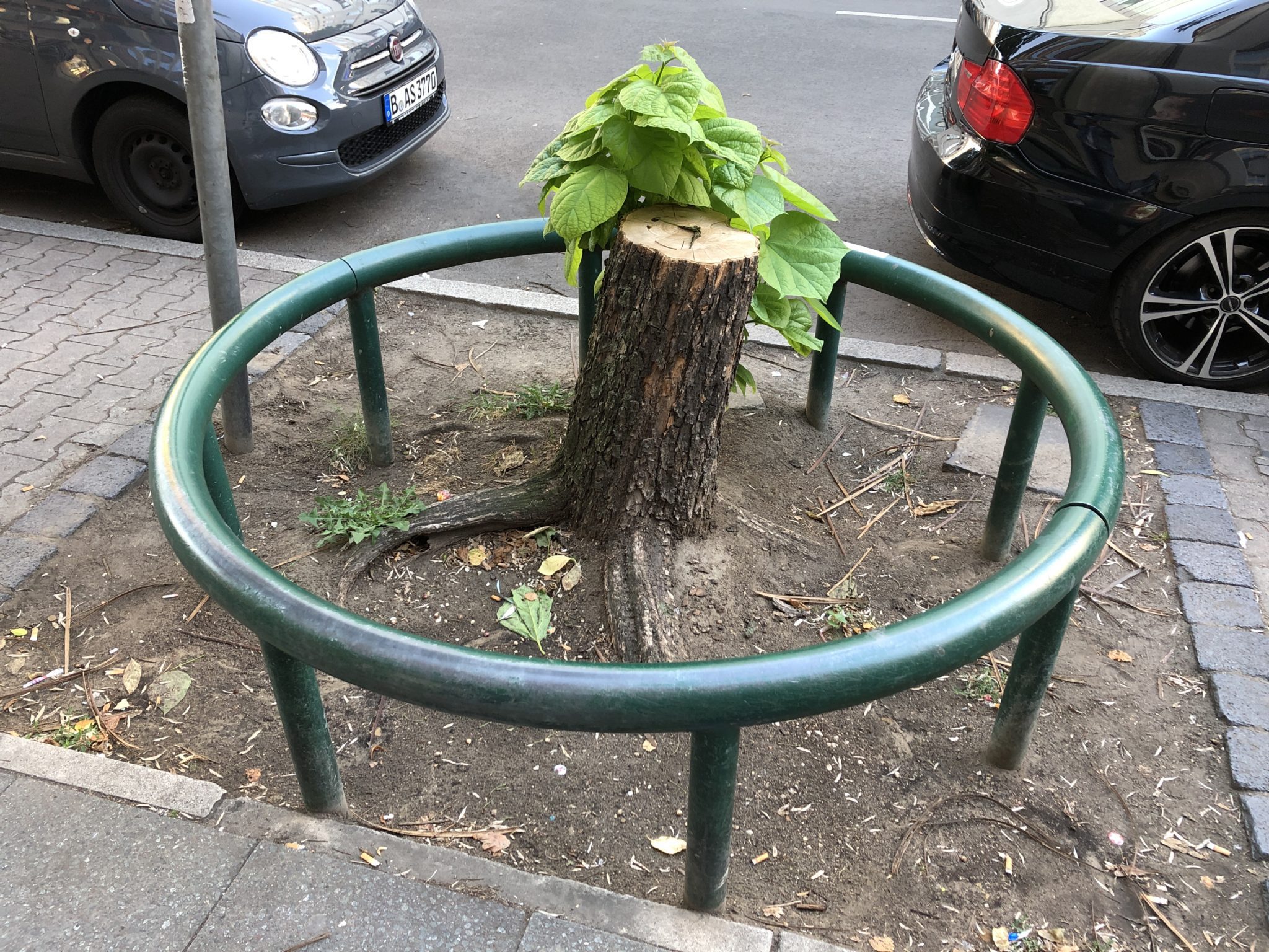 ringförmiger, stabiler Baumschutz auf einer Baumscheibe