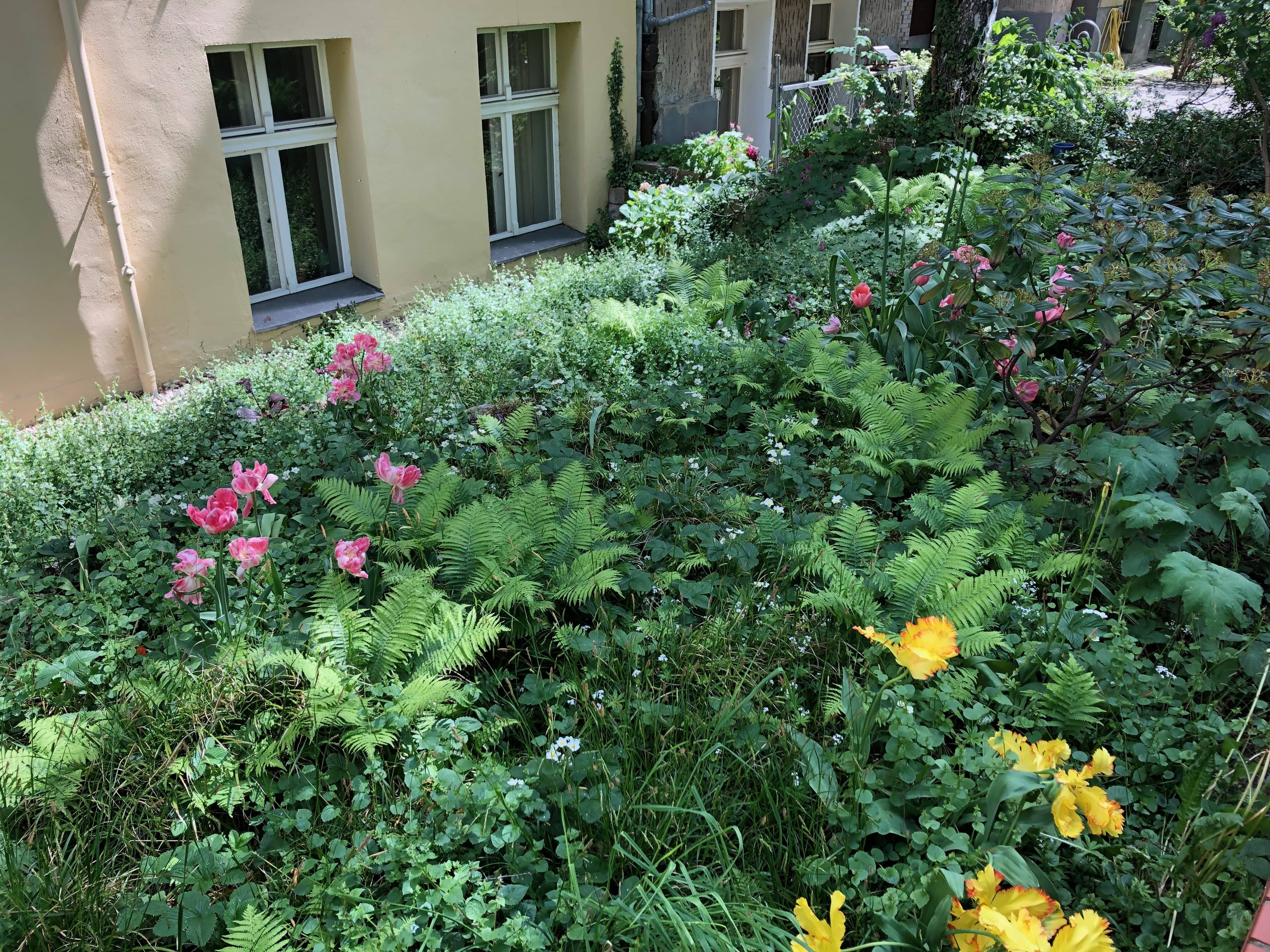 grüner Vorgarten in der Stadt