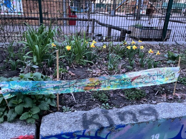 Ein handgemachtes Banner mit Text auf den frisch bepflanzten Hochbeeten vor gelben Osterglocken am Spielhaus, Sesenheimer Straße.