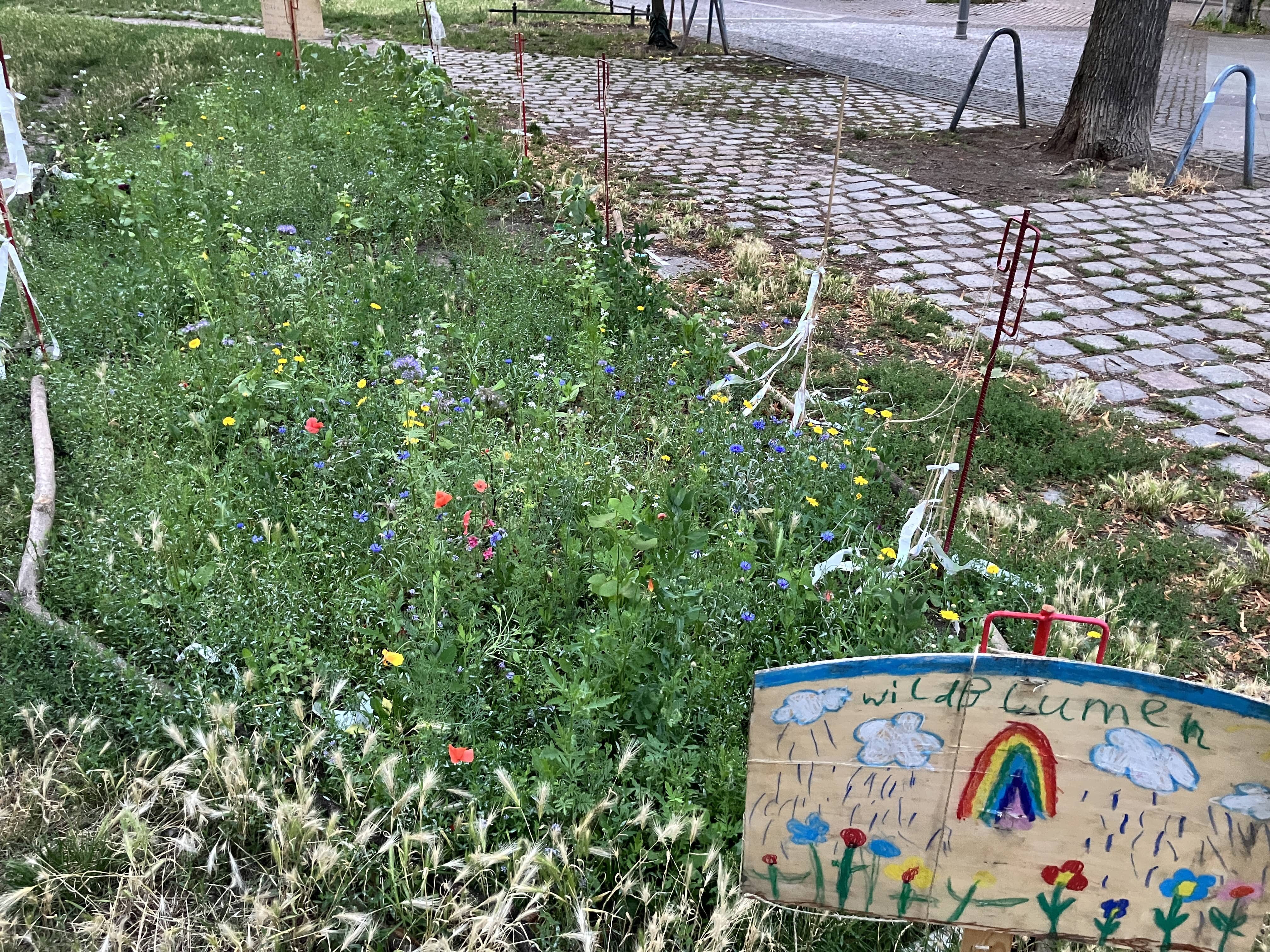 Wildblumen hinter der Trinitatiskirche.