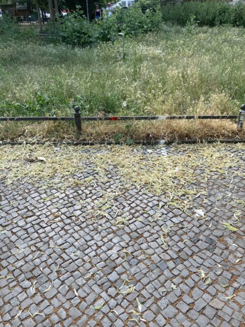 Wiese und Kleinpflaster auf der Piazza Carla Auguste.
